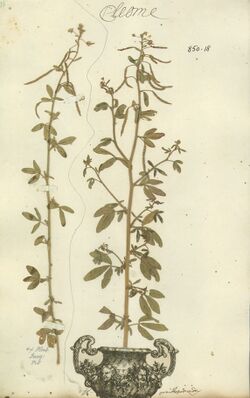 Cleome ornithopodioides- Herb. Linn.-850.18.jpg