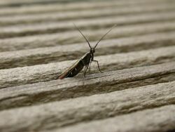 Coleophora alcyonipennella.jpg