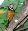 Common Flame-back Woodpecker.jpg