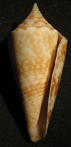 Conus lemniscatus 002.jpg