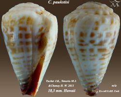 Conus paukstisi 1.jpg