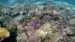 Coral scene on Palolo Deep Apia Samoa.jpg