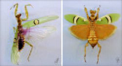 Creobroter pictipennis TPopp.jpg