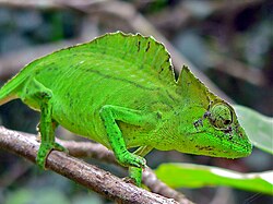 Crested Chameleon (Trioceros cristatus) (7609615072).jpg