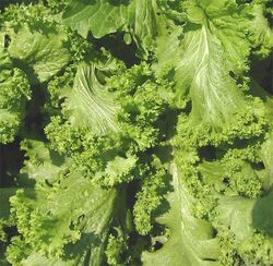 Curly mustard leaves.jpg