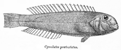 Cymolutes praetextatus Day.png