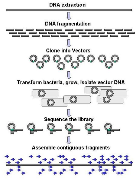 File:DNA Sequencing gDNA libraries.jpg