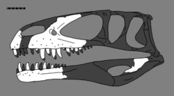 Duriavenator reconstructed skull.png