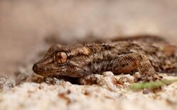 East Canary Gecko (Tarentola angustimentalis), Playa Blanca, Lanzarote (24516932533).jpg