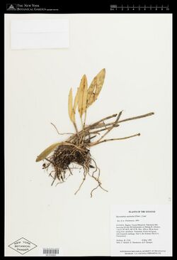 Echinosepala uncinata.jpg