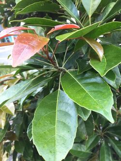 Elaeocarpus eumundi leaves close up.jpg