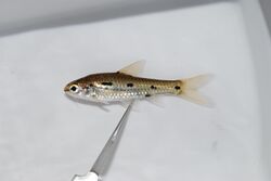 Enteromius bifrenatus Fowler, 1935 collected in Zambia by South African Institute for Aquatic Biodiversity.jpg