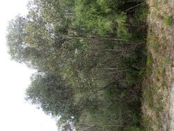 Eucalyptus goniantha.jpg