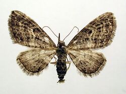 Eupithecia lariciata.jpg