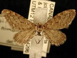 Eupithecia nimbicolor.jpg