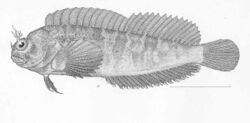 FMIB 50673 Homesthes caulopus Gilbert Type specimen; Panama.jpeg
