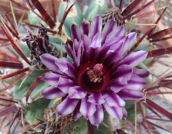 Ferocactus recurvus, a Devil's Tongue Barrel Cactus (9330444754).jpg