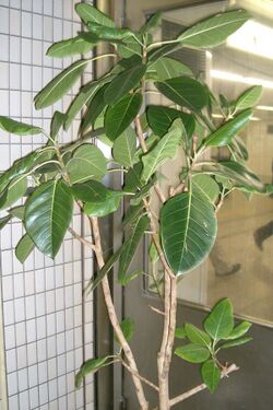 Ficus altissima1.jpg