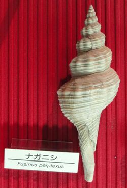 Fusinus perplexus - Osaka Museum of Natural History - DSC07795.JPG