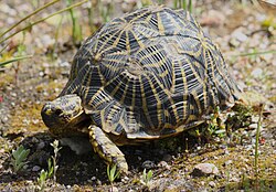 Geometric tortoise (Psammobates geometricus) 1.jpg