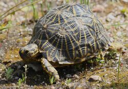 Geometric tortoise (Psammobates geometricus) 1.jpg