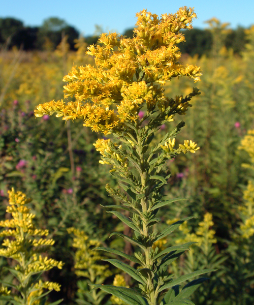 File:Goldenrods in Fountain County, Indiana.png