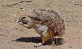 Ground Squirrel (Xerus inauris) (6492762723).jpg