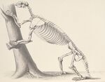 Hapalops skeleton.jpg