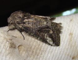 Heterocampa obliqua – Oblique Heterocampa Moth.jpg