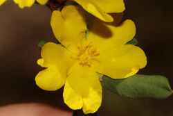 Hibbertia ovata.jpg