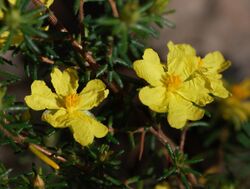 Hibbertia puberula.jpg