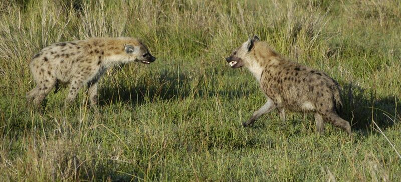 File:Hyena Standoff.jpg