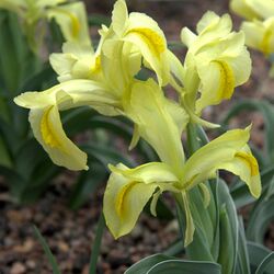 IMG 5527-Iris caucasica.jpg