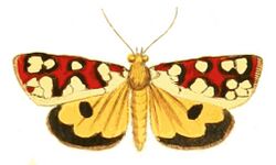 Illustrations of Exotic Entomology Aegocera Amabilis.jpg