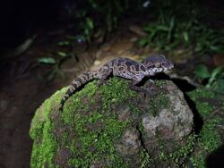 Jeypore ground gecko (Cyrtodactylus jeyporensis).jpg