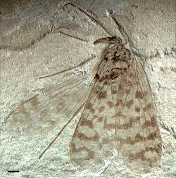 Jurassipanorpa sticta holotype.jpg