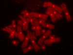 Karyotype of axolotl (Ambystoma mexicanum).png