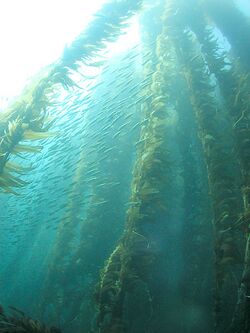 Kelp forest and sardines, San Clemente Island, Channel Islands, California.jpg