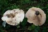 Lactarius controversus 20070817w.JPG