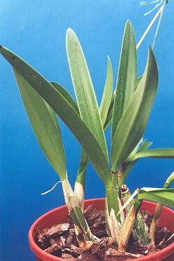 Laelia gouldiana0.jpg