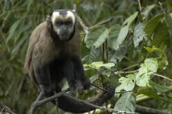 Large-headed capuchin (Sapajus macrocephalus) 3.jpg