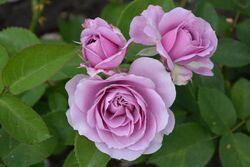 Lavender pink roses