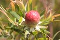 Leucadendron conicum 63101282.jpg