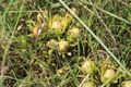 Leucadendron spissifolium natalense 34421131.jpg