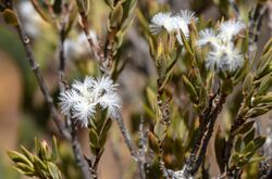 Leucopogon foliosus.jpg