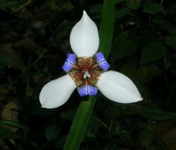Lily flower.jpg