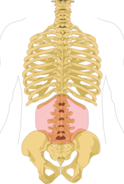 Lumbar region in human skeleton.svg