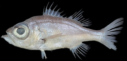 Malakichthys griseus.png