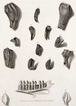 Mantell iguanadon teeth.jpg