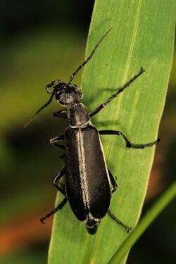 Margined Blister Beetle - Epicauta funebris, Elk River State Forest, Elkton, Maryland.jpg